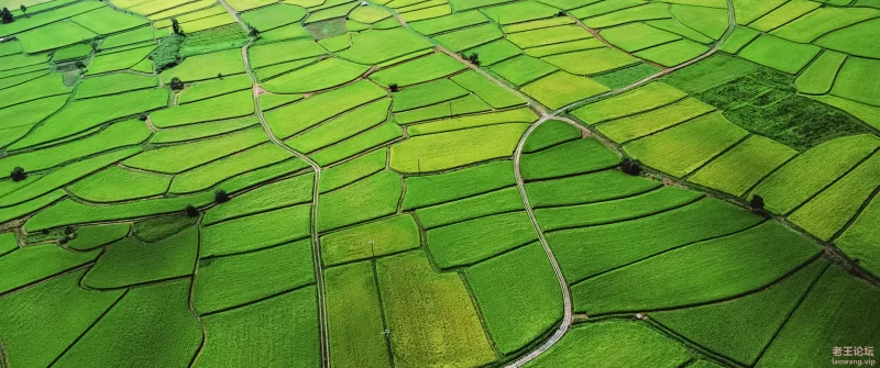 绿色稻田3440x1440风景壁纸_彼岸图网.jpg